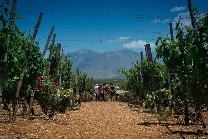 Cretan vineyard landscape during a private wine tasting tour